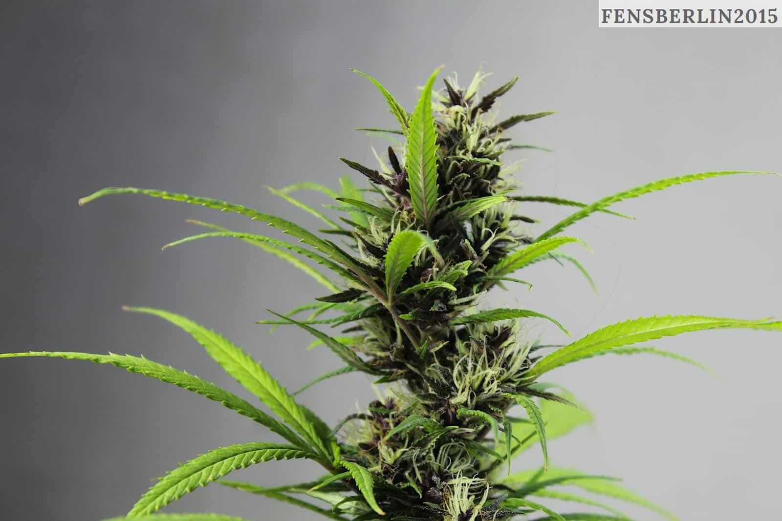 green plant in close up photography